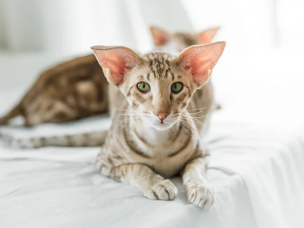 귀엽고 동양화 고양이의 침대에 카메라를 보면서 — 스톡 사진