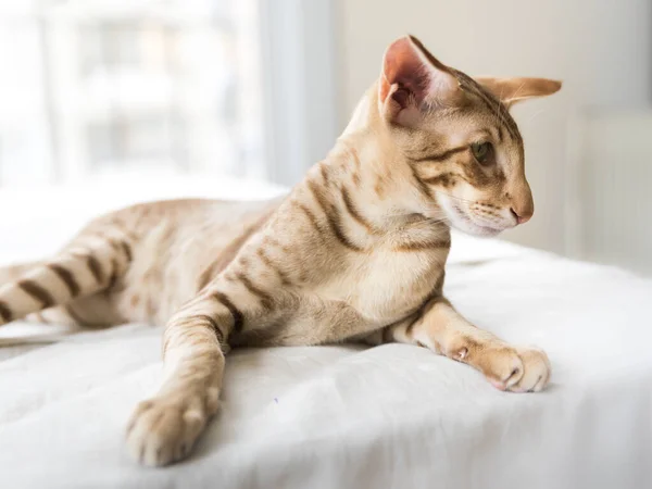 귀엽고 동양화 고양이의 사진을 클로즈업하여 침대에 오른쪽을 바라봅니다 — 스톡 사진