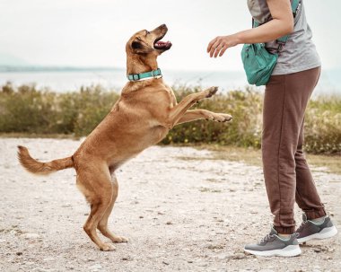 Deniz kıyısında sahibinin yanında hoplayıp zıplayan mutlu bir köpeğin portresi..