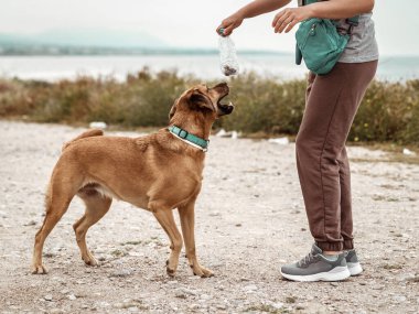 Deniz kıyısında sahibinin yanında oynayan, mutlu, zıplayan bir köpeğin portresi..