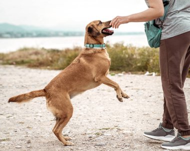 Deniz kıyısında sahibinin yanında oynayan, mutlu, zıplayan bir köpeğin portresi..