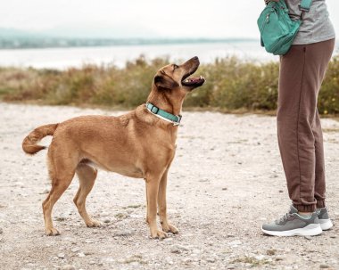 Sahibi ile oynayan ve dışarıda deniz kıyısında komutayı bekleyen mutlu bir köpeğin portresi..