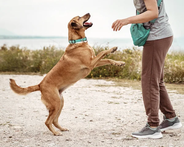 Deniz kıyısında sahibinin yanında hoplayıp zıplayan mutlu bir köpeğin portresi..
