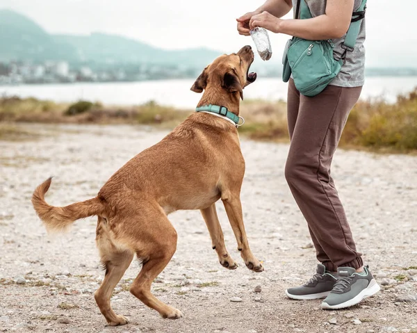 Deniz kıyısında sahibinin yanında oynayan, mutlu, zıplayan bir köpeğin portresi..