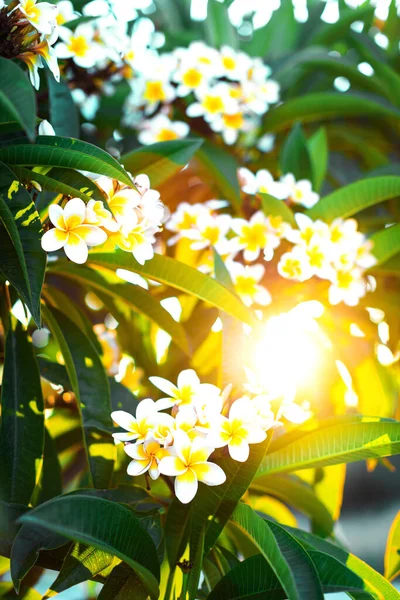 Flores Plumeria Brancas Amarelas Bonitas Com Folhas Nos Raios Sol — Fotografia de Stock