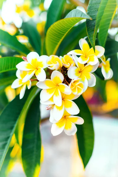 stock image Close-up white and yellow plumeria flowers with leaves. Branches of flowering inflorescences of frangipani tree vertical background