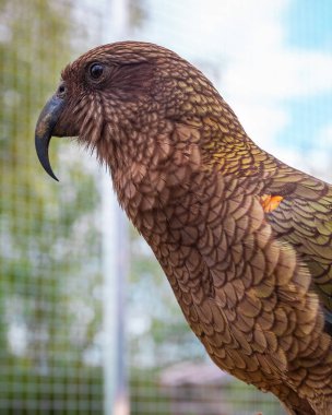 Kea papağanının yakından çekilmiş portresi. Bahçesi ve gökyüzü arka planı olan bir kuşhanede duruyor. Papağan yetiştirme