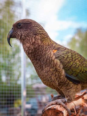 Kea papağanı, bir açık hava kuşhanesinin içindeki ahşap levrek üzerinde sakince dinleniyor. Kuş, arka planında güneş ışığı ve yeşil yapraklarla doğal bahçe düzeniyle çevrilidir. Renkli tüyleri ve doğal yaşam alanı sergilenir..