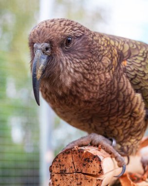 Yakın plan meraklı Kea, açık hava kuşhanesinin içindeki ahşap bir levrekte oturuyor. Kuş, arka planda yeşil yapraklar ve güneş ışığı ile doğal bahçe düzeniyle çevrilidir.