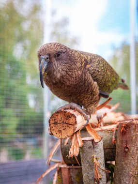 Kea papağanı, açık hava kuşhanesinin içindeki doğal ahşap platformda sakince dinleniyor. Kuş, arka planda yeşil yapraklar ve güneş ışığı ile doğal bahçe düzeniyle çevrilidir.