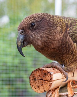 Papağan suratlı papağanlar, açık hava kuşhanesinin içindeki ahşap bir levrekte sakince dinleniyorlar. Papağan gözü ve gagasının ayrıntıları.