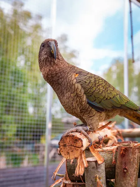 Kea papağanı, bir açık hava kuşhanesinin içindeki ahşap levrek üzerinde sakince dinleniyor. Kuş, arka planında güneş ışığı ve yeşil yapraklarla doğal bahçe düzeniyle çevrilidir. Renkli tüyleri ve doğal yaşam alanı sergilenir..