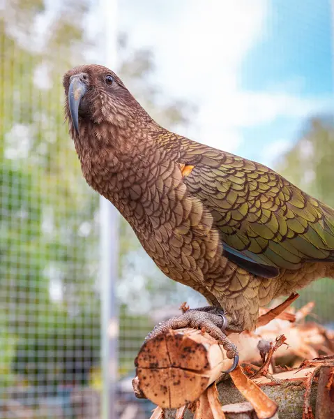 Kea papağanı, bir açık hava kuşhanesinin içindeki ahşap levrek üzerinde sakince dinleniyor. Kuş, arka planında güneş ışığı ve yeşil yapraklarla doğal bahçe düzeniyle çevrilidir. Renkli tüyleri ve doğal yaşam alanı sergilenir..