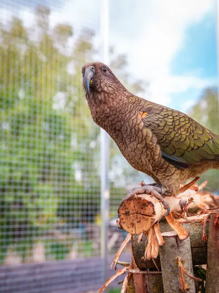 Kea papağanı, açık hava kuşhanesinin içindeki doğal ahşap platformda sakince dinleniyor. Kuş, arka planında güneş ışığı ve yeşil yapraklarla doğal bahçe düzeniyle çevrilidir. Renkli tüyleri ve doğal yaşam alanı sergilenir..