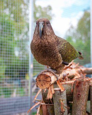 Kea papağanı, papağan tezgahının içinde sakince dinleniyor. Kuş, arka planında güneş ışığı ve yeşil yapraklarla doğal bir bahçe ortamı ile çevrilidir, renkli tüyleri ve doğal yaşam alanı sergilenir..