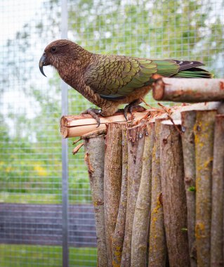 Bir Kea papağanı, açık hava kuşhanesinin içindeki yüksek ahşap platformda sakince dinleniyor. Kuş, arka planında güneş ışığı ve yeşil yapraklarla doğal bir bahçe ortamı ile çevrilidir, renkli tüyleri ve doğal yaşam alanı sergilenir..