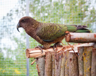 Güzel Kea papağanı, açık hava kuşhanesinin içindeki ahşap bir levrekte sakince dinleniyor. Kuş yeşil bahçede oturuyor ve sola bakıyor..