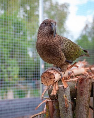 Sakin bir papağan, bir kuş kafesinin içindeki tahta platformda sakince dinleniyor..
