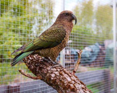 Kea papağanı, yaz bahçesi arka planında ağaçta dinlenirken sağda duruyor.
