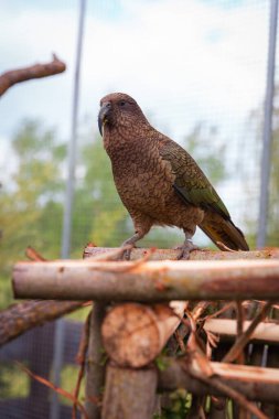 Kea papağanı bahçeli ve gökyüzü arka planlı ahşap bir platformda dinlenirken bırakılmış..