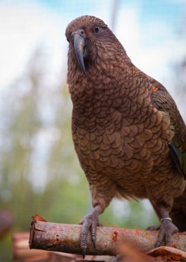 Kea 'nın yakından çekilmiş bir portresi. Açık havada kameraya bakıyor..