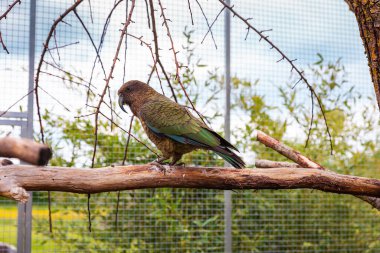 Kea papağanı kuşhanede bahçede ağaçta yürüyor. Doğal yaşam alanı