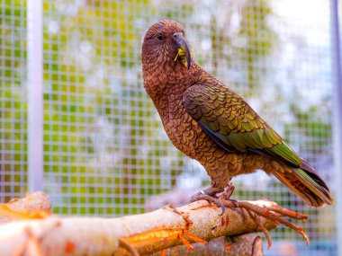 Ağaçtaki güzel bir papağan yaz bahçesi arka planı ve yumuşak ışığı olan bir kuşhaneye benziyor.