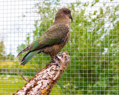 Kea papağanının portresi, yeşil bahçe arka planına sahip, ahşap levrek üzerinde dinleniyor.