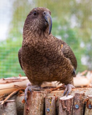 Kea papağanının portresi, yeşil bahçe arka planına sahip, ahşap levrek üzerinde dinleniyor.