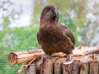 Kea papağanının portresi, yeşil bahçe arka planına sahip, ahşap levrek üzerinde dinleniyor.