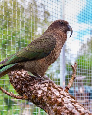 Kea papağanının portresi, yeşil yaz bahçesi arka planına sahip kuşhanedeki ahşap levrek üzerinde dinleniyor.