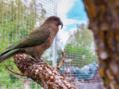 Yakın plan portre bir Kea papağanı yeşil bahçe arka planına sahip kuşhanede ahşap levrek üzerinde dinleniyor.