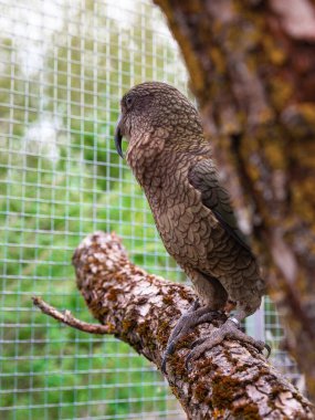 Kea papağanı açık hava kuşhanesinde ağaç gövdesinin arkasından dikizliyor. Parlak tüyler ve tel örgüden görülebilen meraklı gözler. Doğal ışık, bu egzotik kuşu sakin ve doğal bir ortamda ön plana çıkarıyor..