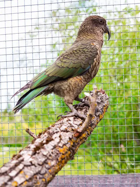 Kea kuşunun papağanı sağda oturuyor. Yaz bahçesi arka planında, kuşhanede dinleniyor.
