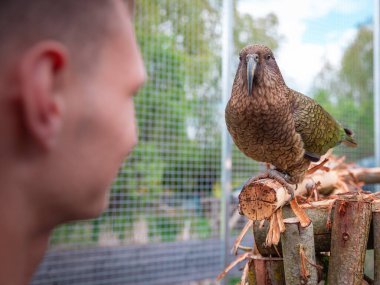 Kuş yetiştiricisi doğal koşulları taklit etmek için tasarlanmış kuşhanede onunla etkileşime girerken KEA papağanının yakın plan görüntüsü. Egzotik kuşlara odaklanarak sorumlu üreme, bakım ve insan-hayvan ilişkisini sembolize ediyor..