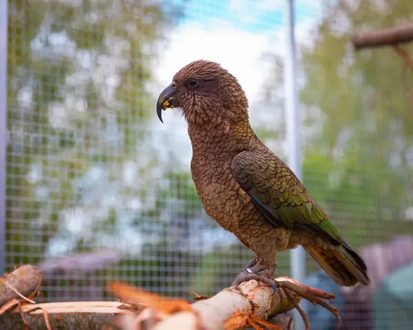 Kea papağanı, açık hava kuşhanesinin içindeki ahşap bir levrekte sakince dinleniyor. Kuş, arka planında güneş ışığı ve yeşil yapraklarla doğal bahçe düzeniyle çevrilidir. Renkli tüyleri ve doğal yaşam alanı sergilenir..