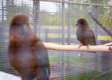 Kea türünden iki papağan ferah bir kafeste sessizce oturur ve bahçeye bakar. Etik kuşların kısmen vahşi koşullarda tutulmasına bir bakış..