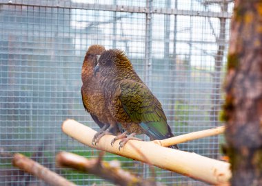 İki zeki papağan, iyi aydınlatılmış bir kuşhanede doğal bir ahşap levrek üzerinde sosyalleşiyorlar. Barışçıl bir etkileşim ve arkadaşlık anı..