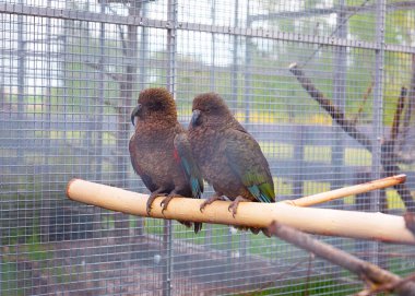 Egzotik kea papağanları doğal ışık ve yapraklarla çevrili bir kafesin içine tünemişler. Parlak tüyleri ahşap tüneğiyle çok güzel tezat oluşturuyor..