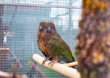 Kea papağanları, Yeni Zelanda 'ya özgü, eko-stil bir kuşhanede bir levrek üzerinde dinleniyorlar. Akıllı kuşların kontrollü bir ortamda huzurlu bir portresi..