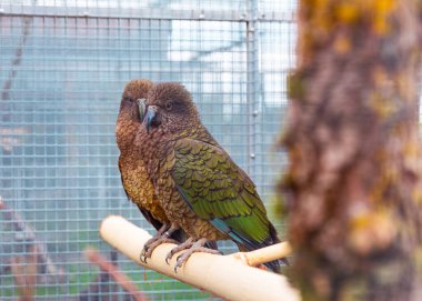 İki kea papağanı, kuş kafesinin içindeki ahşap bir levrekte yan yana otururlar. Doğal elementlerle çevrelenmiş olarak, sakin bir şekilde çevrelerini barışçıl bir dostluk içinde gözlemlerler..