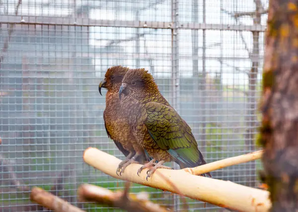 Wo kea papağanları, yeşil bahçeli geniş bir kuşhanenin içindeki ahşap bir tüneğin üzerinde yan yana otururlar. Renkli ve meraklı, sakin ortamlarının tadını çıkarıyorlar..