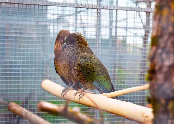 İki zeki papağan, iyi aydınlatılmış bir kuşhanede doğal bir ahşap levrek üzerinde sosyalleşiyorlar. Barışçıl bir etkileşim ve arkadaşlık anı..