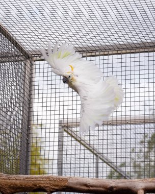 Uçuşun ortasında yakalanmış çarpıcı beyaz bir papağan. Kanatları yemyeşil bahçelerle çevrili geniş bir kuşhane içinde tamamen yayılmış. Tropikal kuş, doğal güneş ışığı altında zarif hareketler ve canlı tüyler sergiliyor.