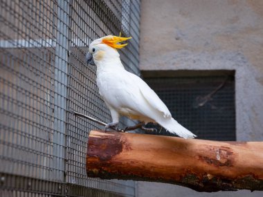 Bu fotoğraf açık hava kuşhanesinin içindeki bir ağaç dalı boyunca hareket eden beyaz bir papağanı çekiyor. Kuş dinamik duruşu, onun esaret altındaki neşeli ve meraklı doğasını vurgular, uygun bakımı ve uyarıcı bir çevreyi yansıtır..