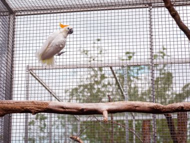 Korkmuş beyaz bir papağan, bir açık hava kuşhanesinin içindeki metal örgüye sıkıca tutunur. Kuşun geniş gözleri ve gergin duruşu stres ve korku gösteriyor, esaret sorunları ve şefkatli bakıma duyulan ihtiyacı vurguluyor. Örneğin temalar için uygun