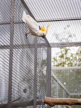 Bahçedeki ferah bir açık havada beyaz bir papağan görülür. Sahne, doğuştan gelen bir çevrede etik kuş bakımını ön plana çıkarıyor. Havacılık, papağan yaşam tarzı ve vahşi yaşam bakımı konuları için ideal..