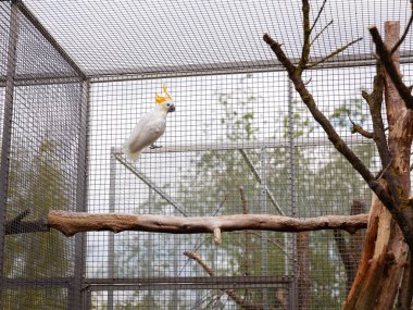 Beyaz papağan arka planda yemyeşil bahçesi olan bir kuşhanenin içindeki metal ızgarada oturuyor. Papağan parlak tüyleri, egzotik kuşlar için huzurlu bir yaşam alanı sergileyen doğal çevreyle güzel bir tezat oluşturuyor..