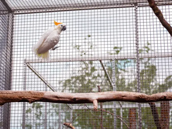 Korkmuş beyaz bir papağan, bir açık hava kuşhanesinin içindeki metal örgüye sıkıca tutunur. Kuşun geniş gözleri ve gergin duruşu stres ve korku gösteriyor, esaret sorunları ve şefkatli bakıma duyulan ihtiyacı vurguluyor. Örneğin temalar için uygun