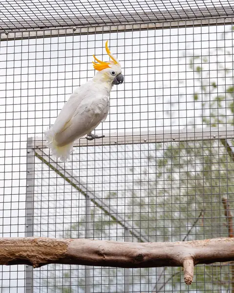 Beyaz bir papağan pençeleriyle bir kuş kafesinin metal ağına yapışır. Kuş sakin ve meraklı görünüyor, bahçe yeşiliyle çevrili. Yarı doğal ortamda tutsak papağan. Hayvan bakımı, egzotik hayvanlar ve kuş bakımı için mükemmel.
